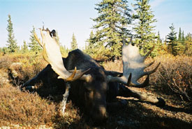 moose hunting