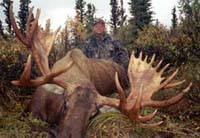 Moose - Big Game Hunting In Alaska
